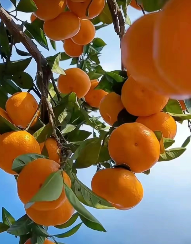 【精品蜜橘】小叶橘细皮扁型果，纯甜化渣，质量三包诚信经营