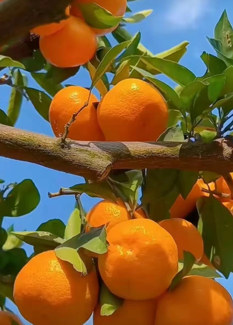 【精品蜜橘】小叶橘细皮扁型果，纯甜化渣，质量三包诚信经营