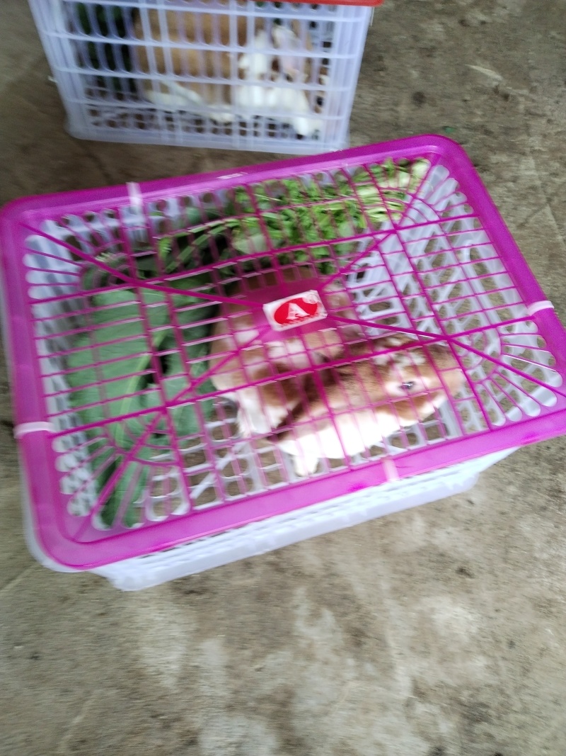 彩獭兔