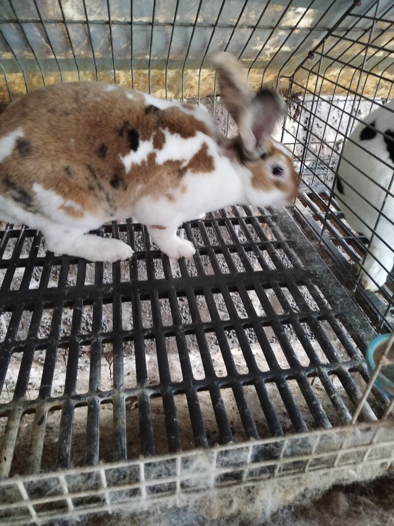 彩獭兔