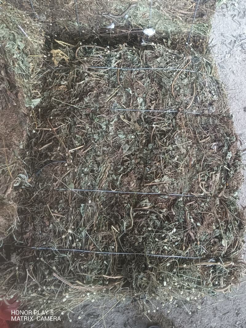蓝布正