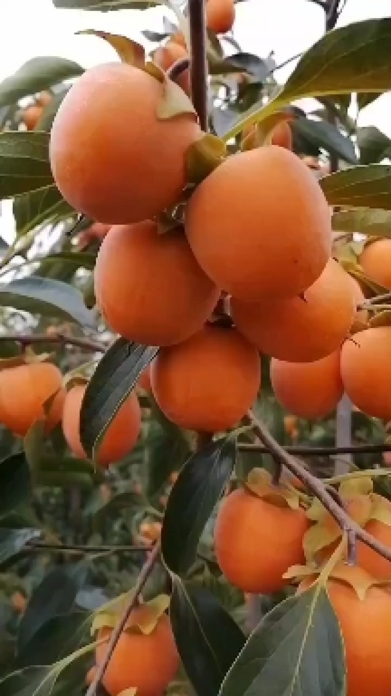 吊红柿子，小火罐柿，香甜可口，耐处储存，耐运输，