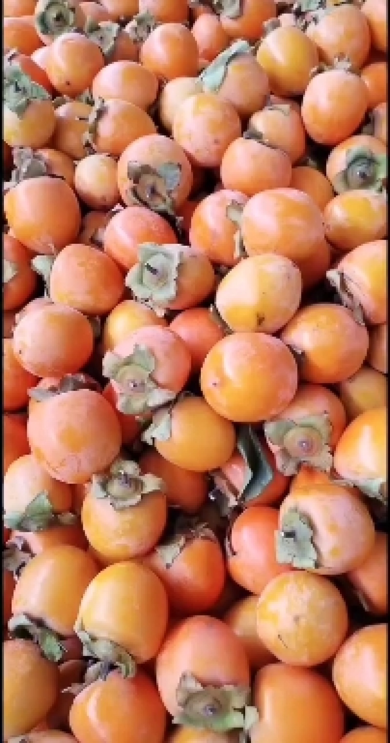 吊红柿子，小火罐柿，香甜可口，耐处储存，耐运输，