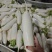 白萝卜包地中