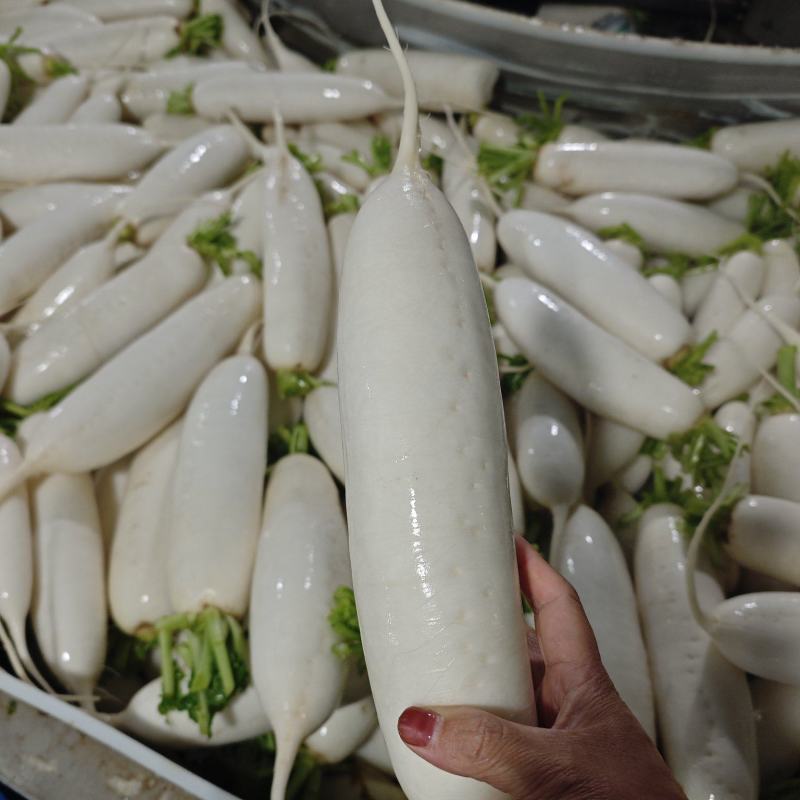 白萝卜包地中
