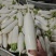 白萝卜包地中