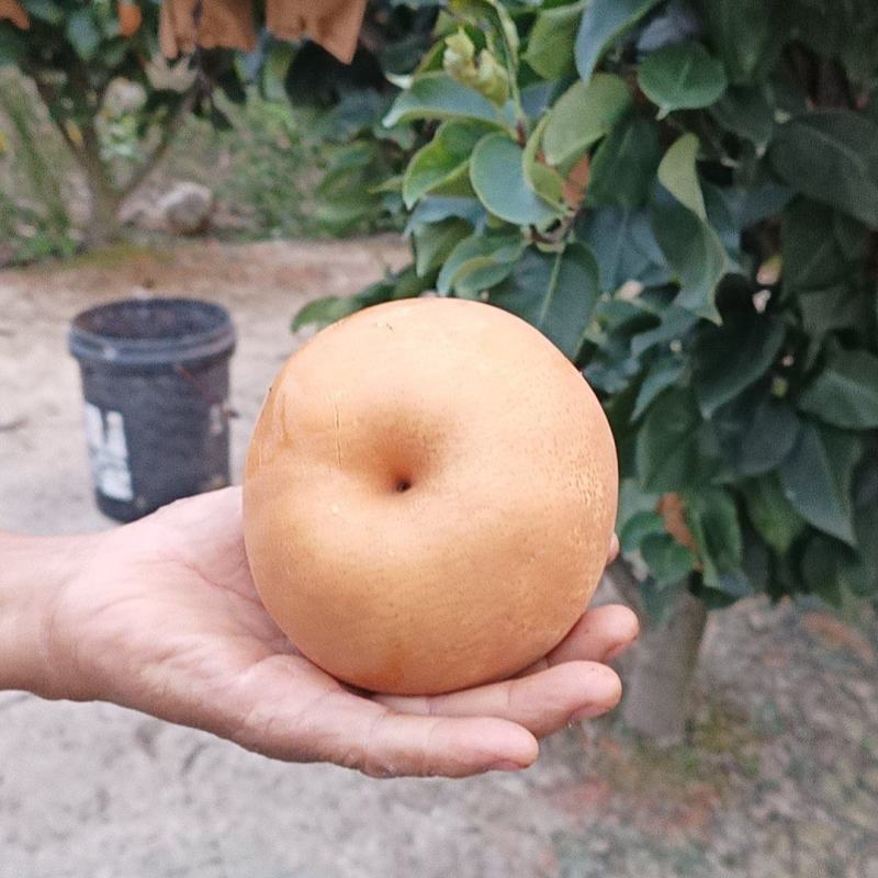 晚秋黄梨大量上市