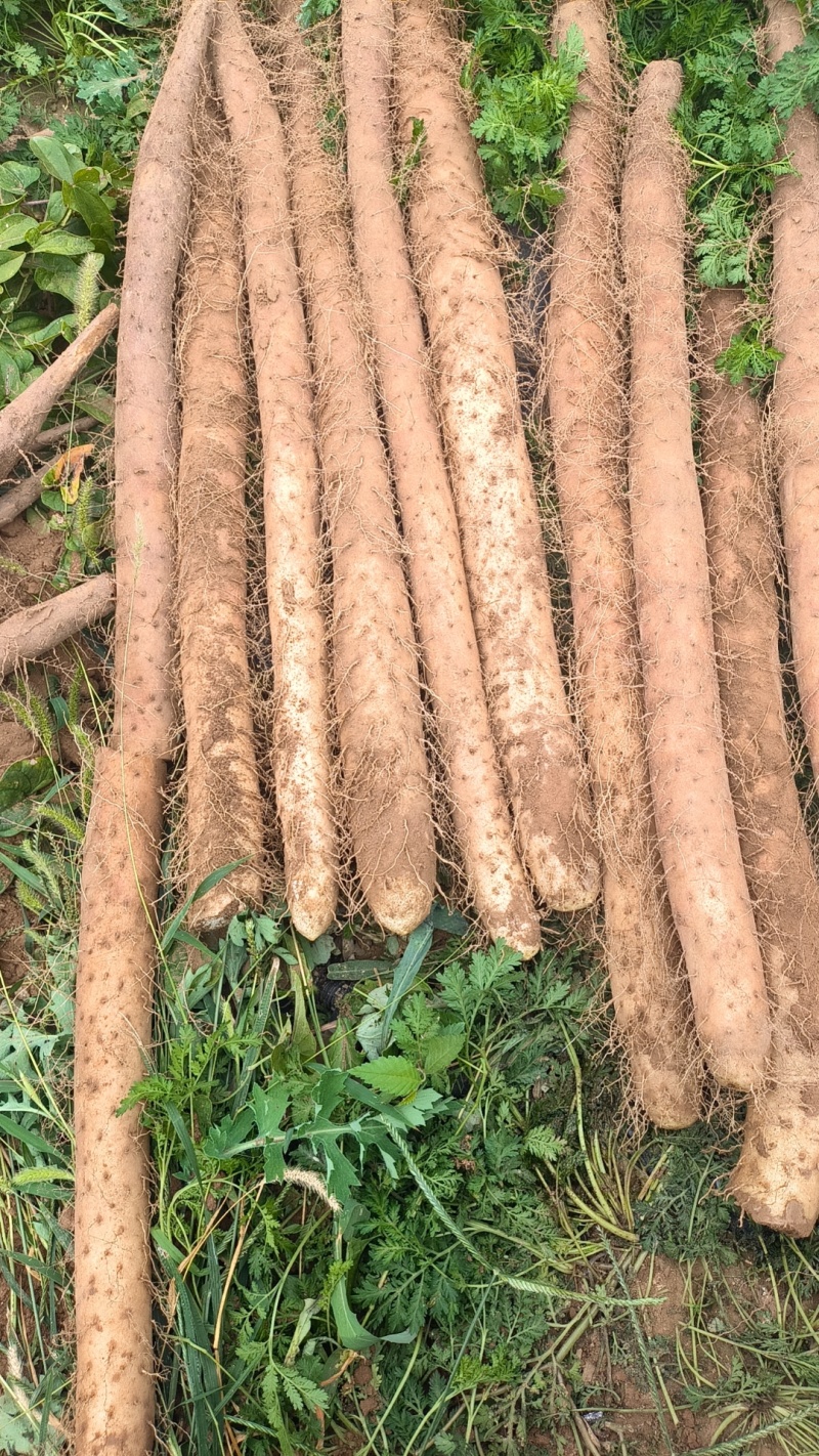 新鲜白玉山药，条形好，口感面，好吃不贵，老少皆宜