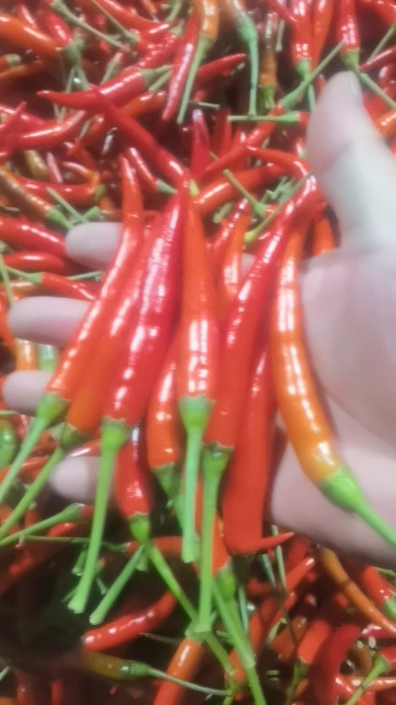 常年供用精品小米椒电商商超