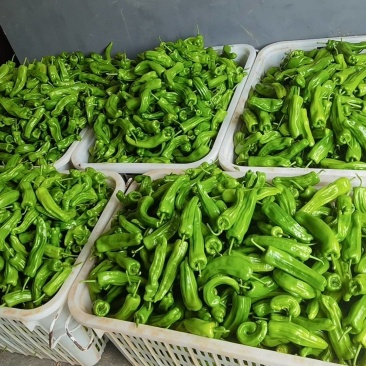 芜抚椒恩施利川高山芜抚椒