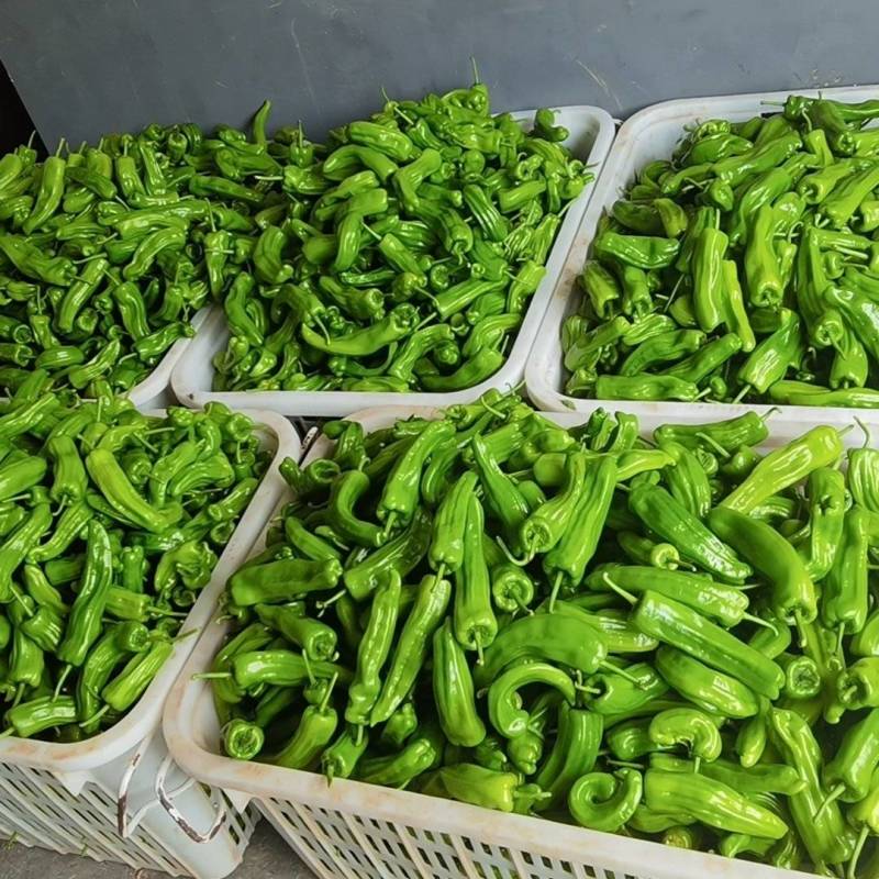 芜抚椒恩施利川高山芜抚椒