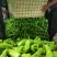 芜抚椒恩施利川高山芜抚椒