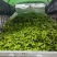 芜抚椒恩施利川高山芜抚椒