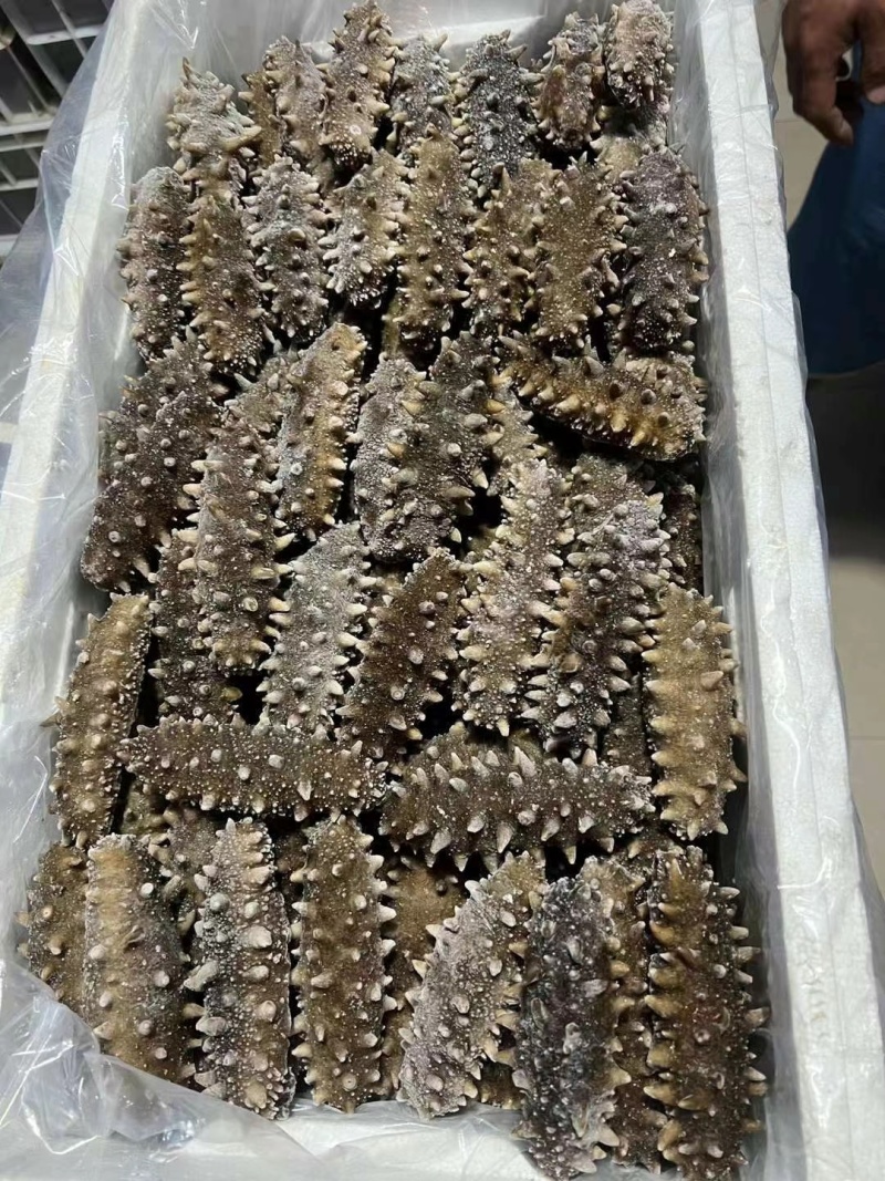 国标高压鲜食鲜蒸海参开袋即食送礼自用海水产店商超酒店
