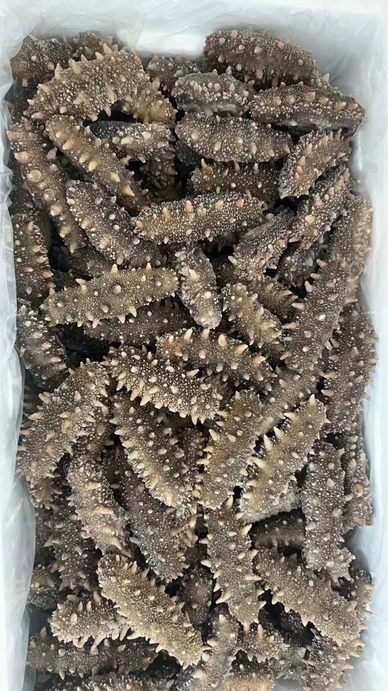 国标高压鲜食鲜蒸海参开袋即食送礼自用海水产店商超酒店