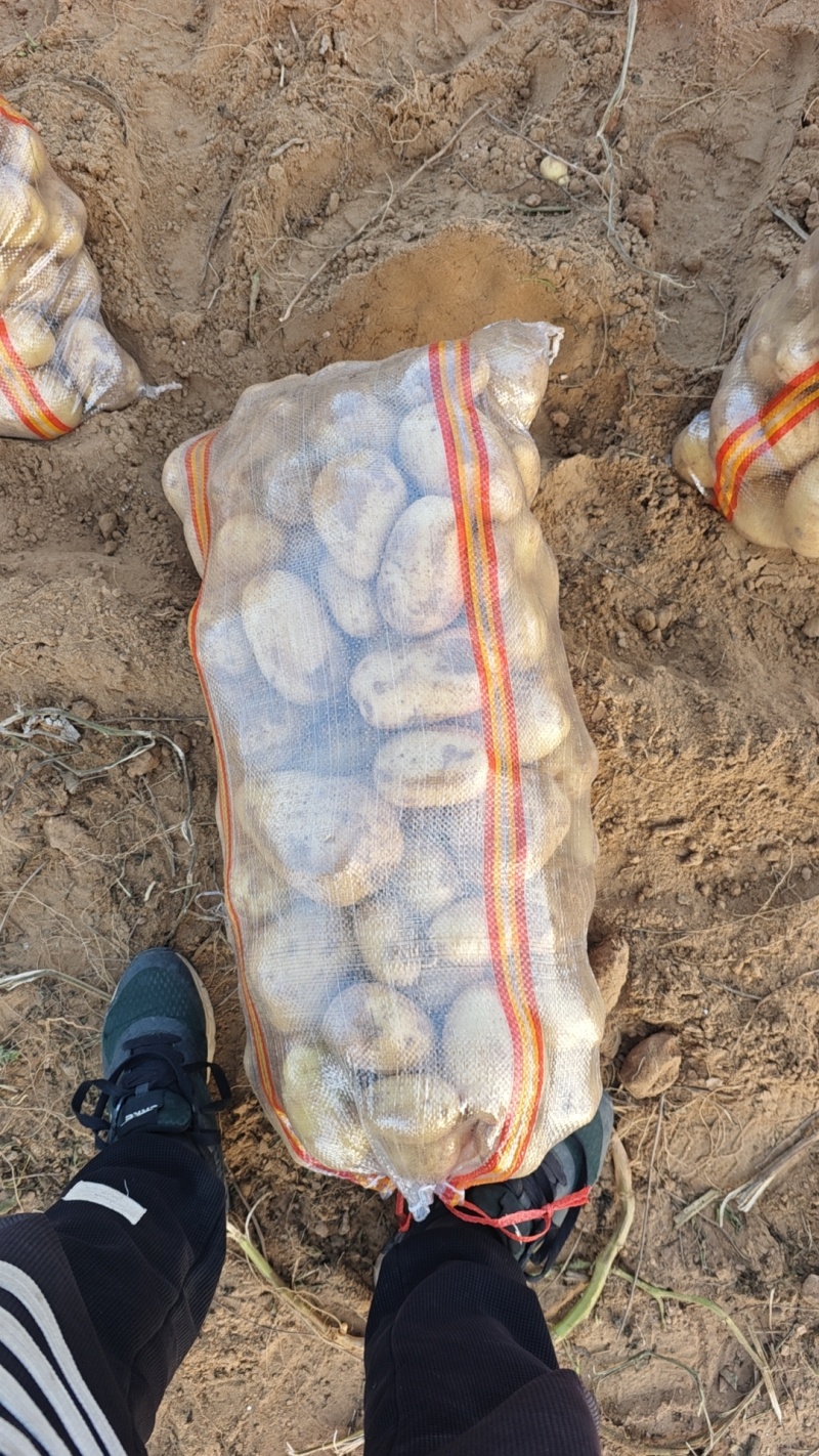 陕西省榆林市纯沙地土豆基地，v7，薯型好看，个头大