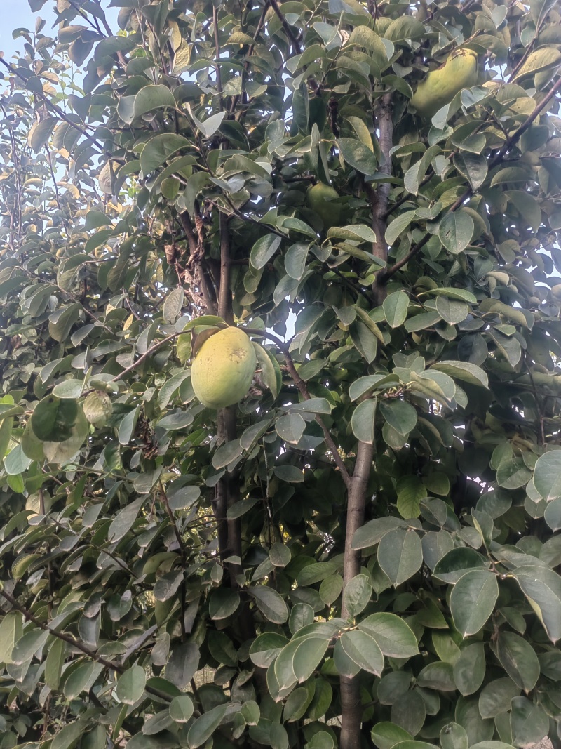 药用木瓜