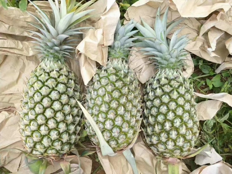 菠萝云南甜蜜蜜凤梨产地直发对接市场电商商超