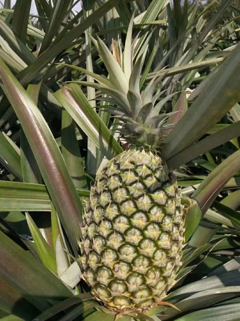 菠萝云南甜蜜蜜凤梨产地直发对接市场电商商超