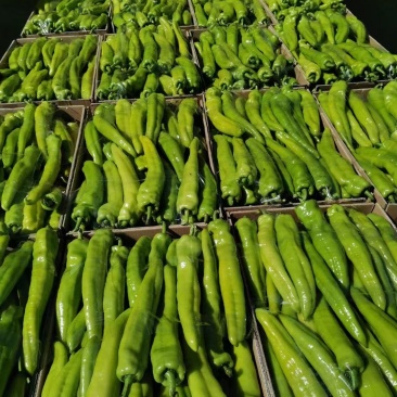 广西北海精品尖椒【牛角椒】大量供应新鲜上市，欢迎来电