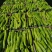 广西北海精品尖椒【牛角椒】大量供应新鲜上市，欢迎来电