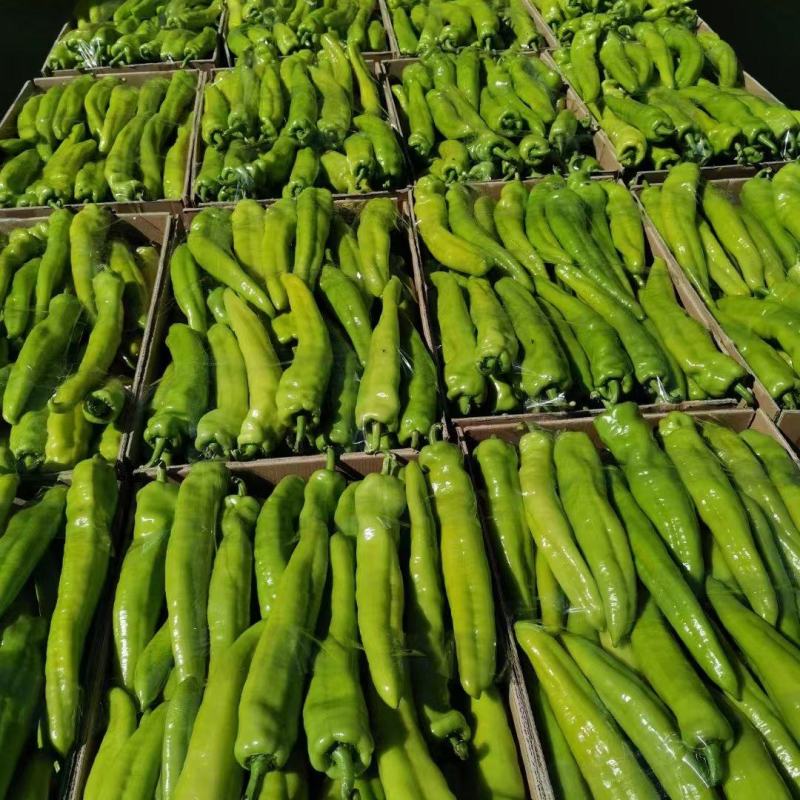 广西北海精品尖椒【牛角椒】大量供应新鲜上市，欢迎来电