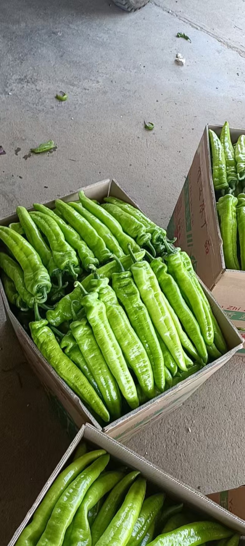 广西北海精品尖椒【牛角椒】大量供应新鲜上市，欢迎来电