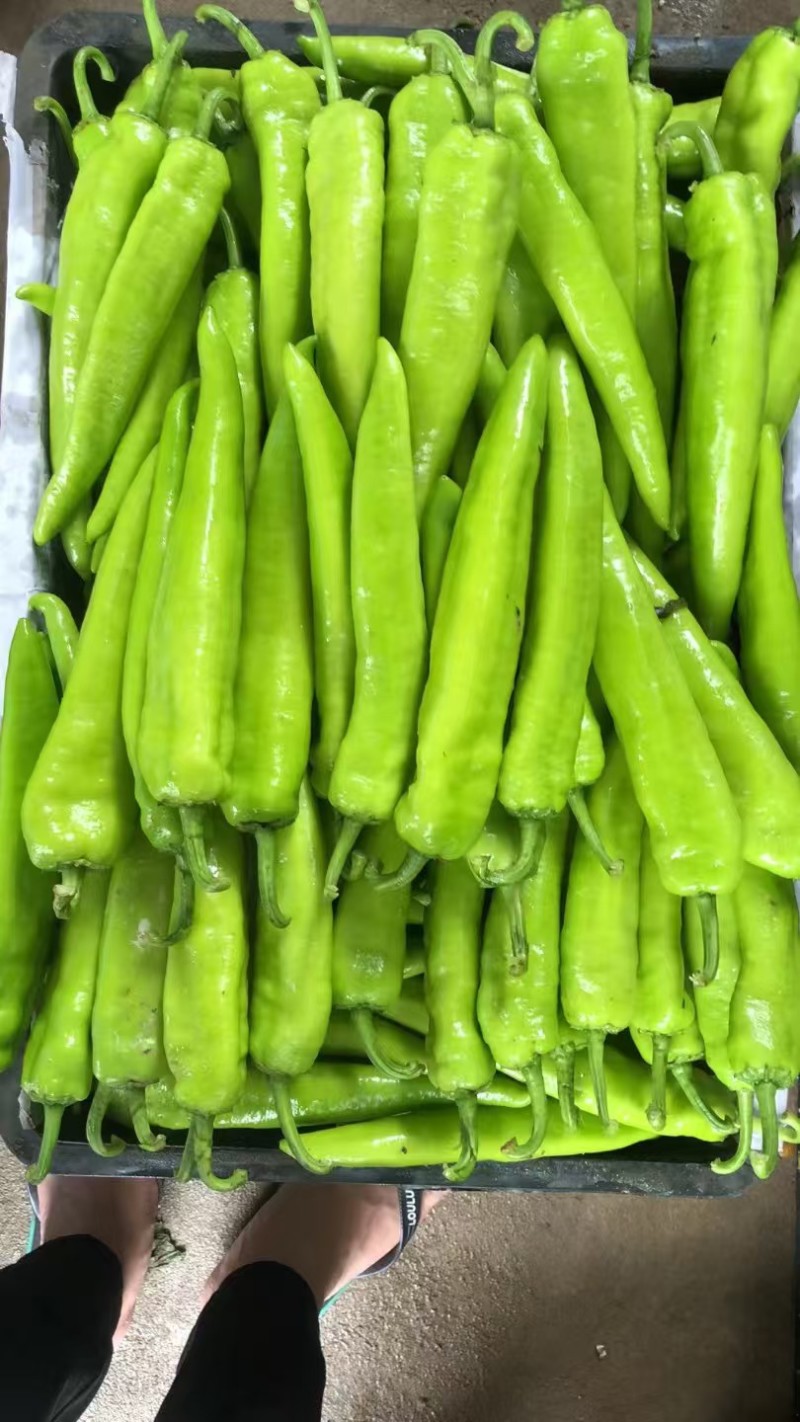 广西北海精品尖椒【牛角椒】大量供应新鲜上市，欢迎来电
