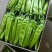 广西北海精品尖椒【牛角椒】大量供应新鲜上市，欢迎来电