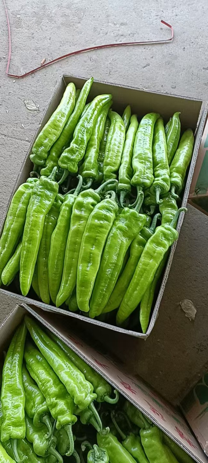 广西北海精品尖椒【牛角椒】大量供应新鲜上市，欢迎来电