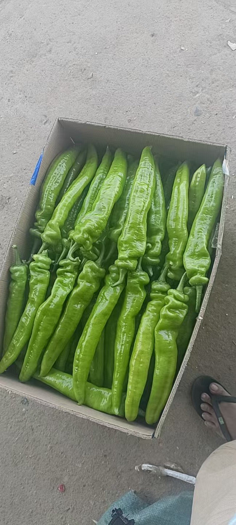 广西北海精品尖椒【牛角椒】大量供应新鲜上市，欢迎来电
