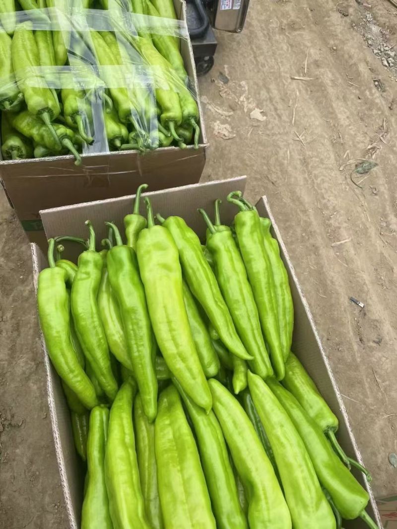 广西北海精品尖椒【牛角椒】大量供应新鲜上市，欢迎来电
