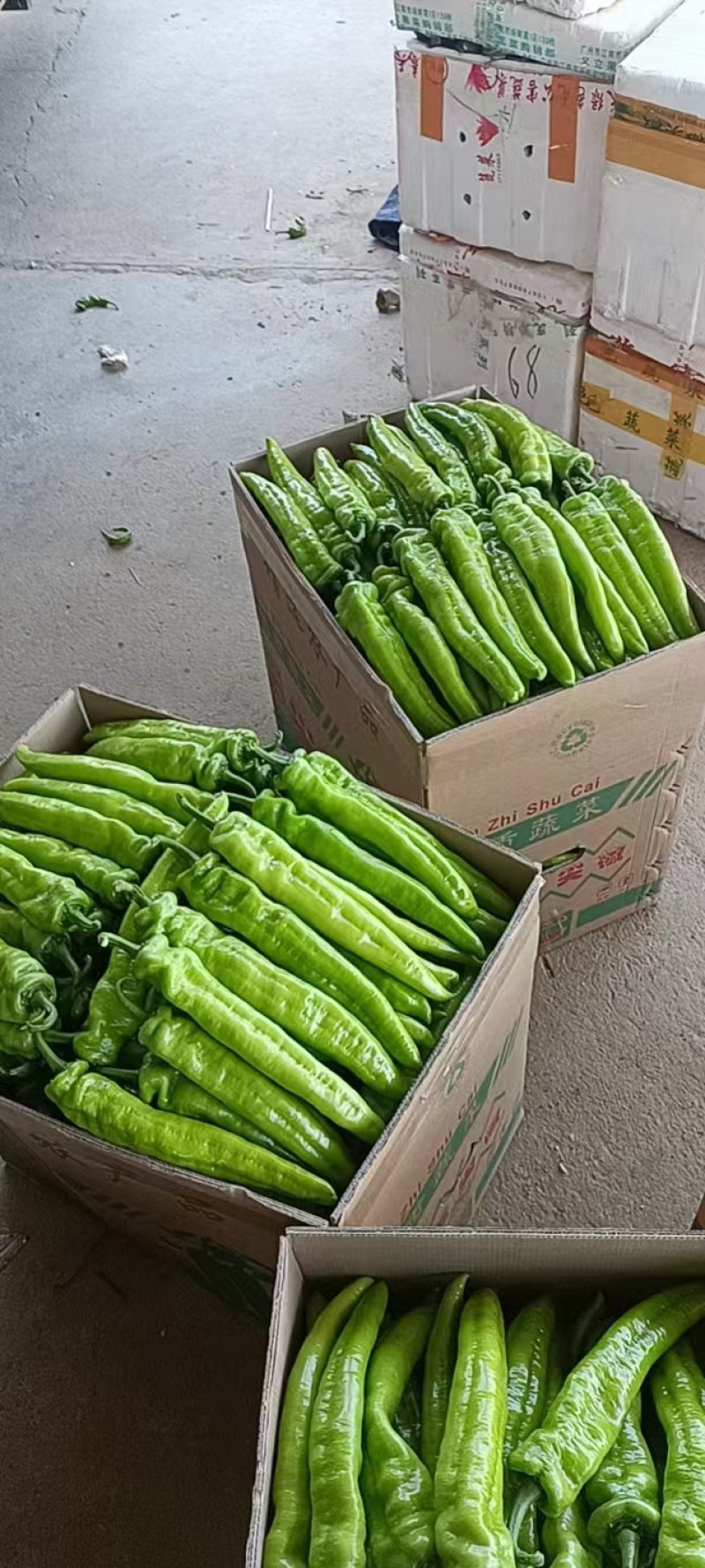 广西北海精品尖椒【牛角椒】大量供应新鲜上市，欢迎来电
