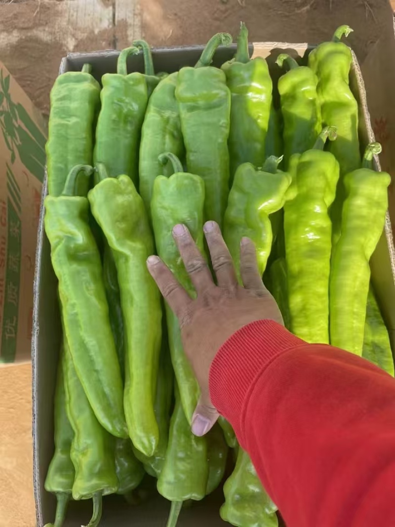 广西北海精品尖椒【牛角椒】大量供应新鲜上市，欢迎来电