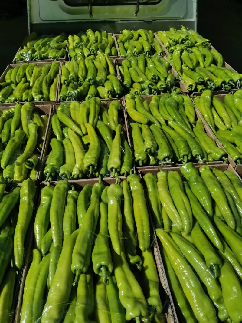广西北海精品尖椒【牛角椒】大量供应新鲜上市，欢迎来电