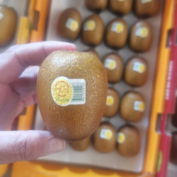 四川黄心猕猴桃，量大从优