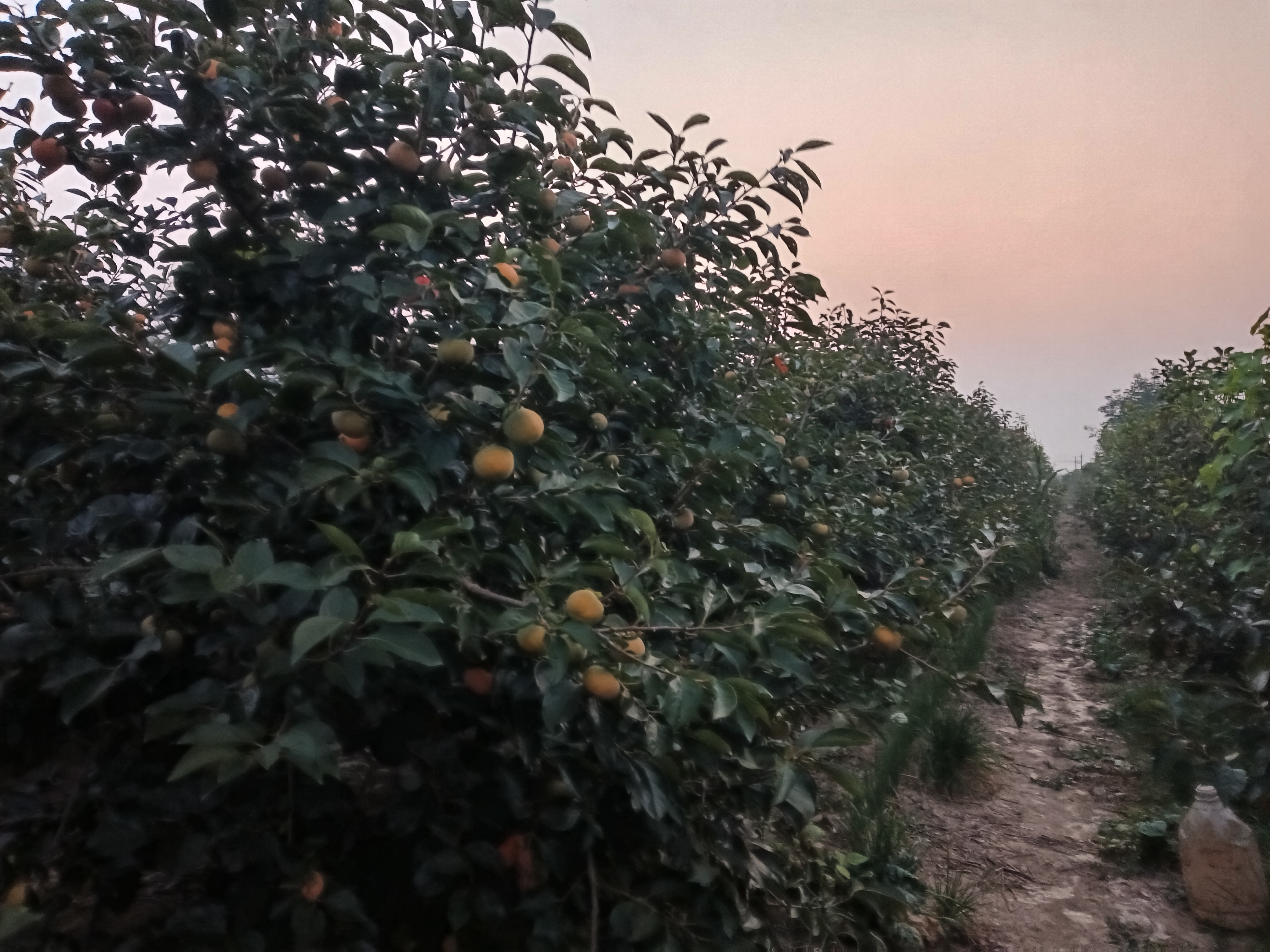 展示陕西富平脆柿种植基地的实景,果树整齐排列,果实挂满枝头,农民正在采摘脆柿 脆柿子种植园实景图
