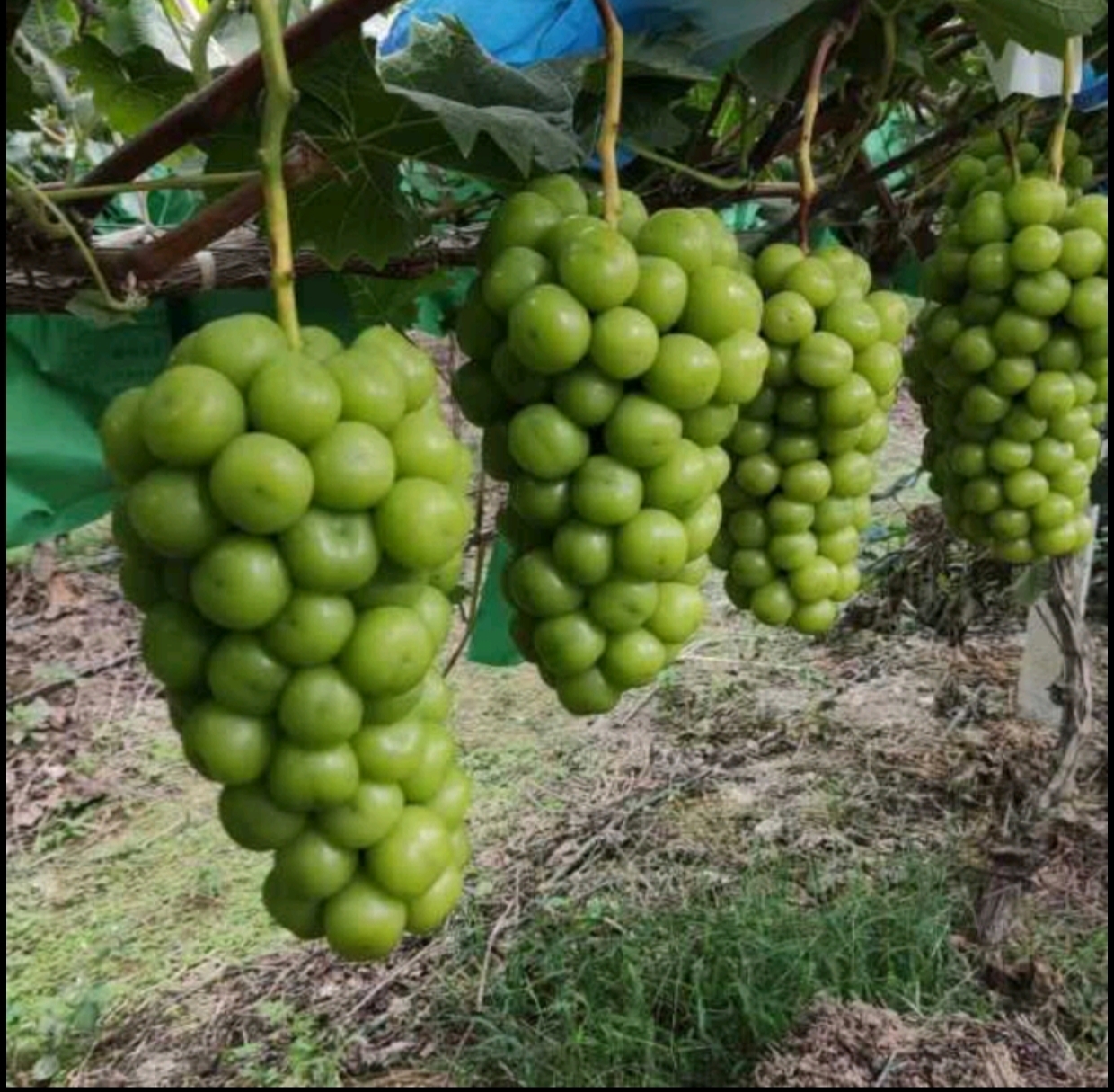 阳光玫瑰葡萄在藤蔓上自然成熟的状态,绿意盎然 果园中正在生长的阳光玫瑰葡萄