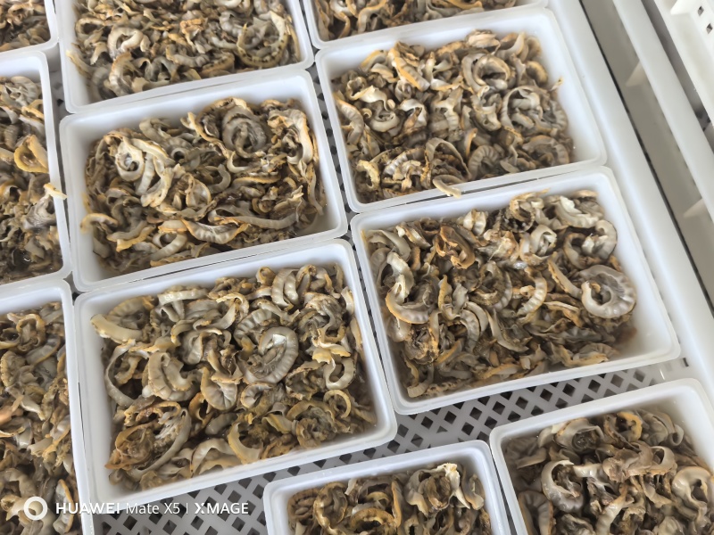 扇贝边，净边，凉拌，辣炒，扇贝裙边500g干贝边干贝丝