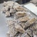 扇贝边，净边，凉拌，辣炒，扇贝裙边500g干贝边干贝丝