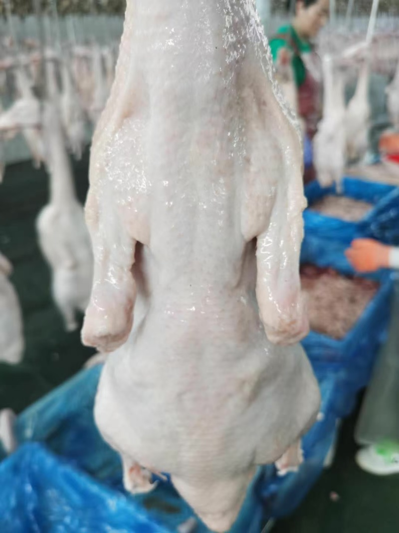白条鸭1500克