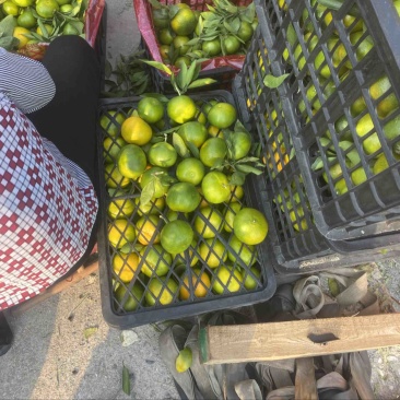 丹江口早熟蜜桔
