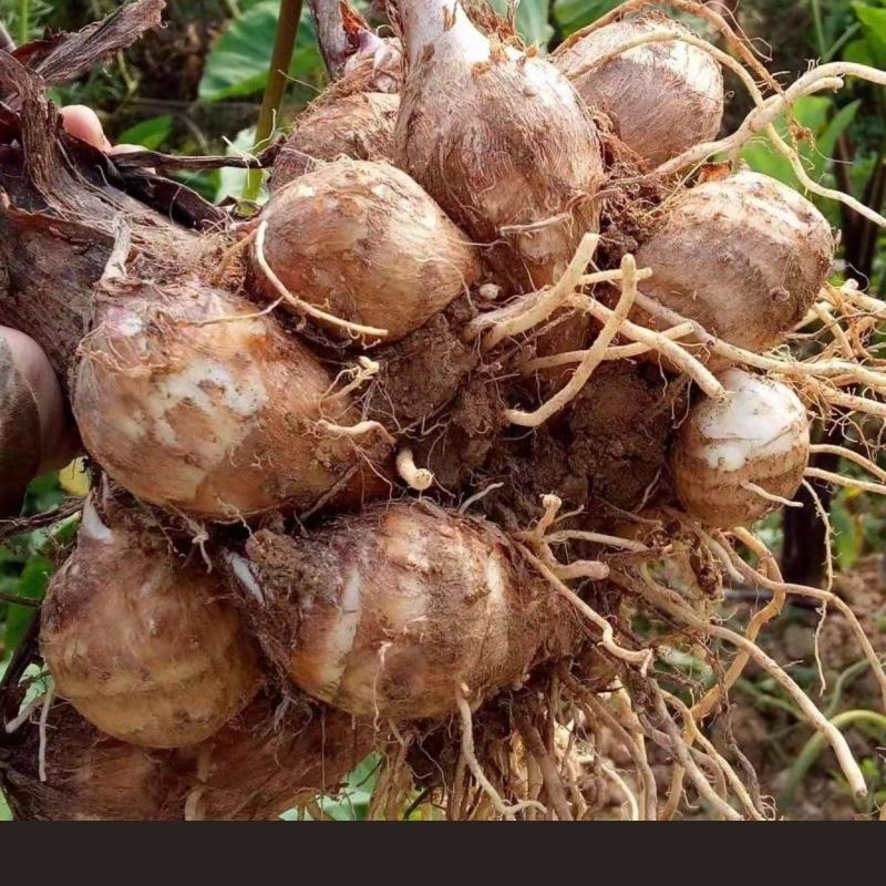 白牙毛芋头