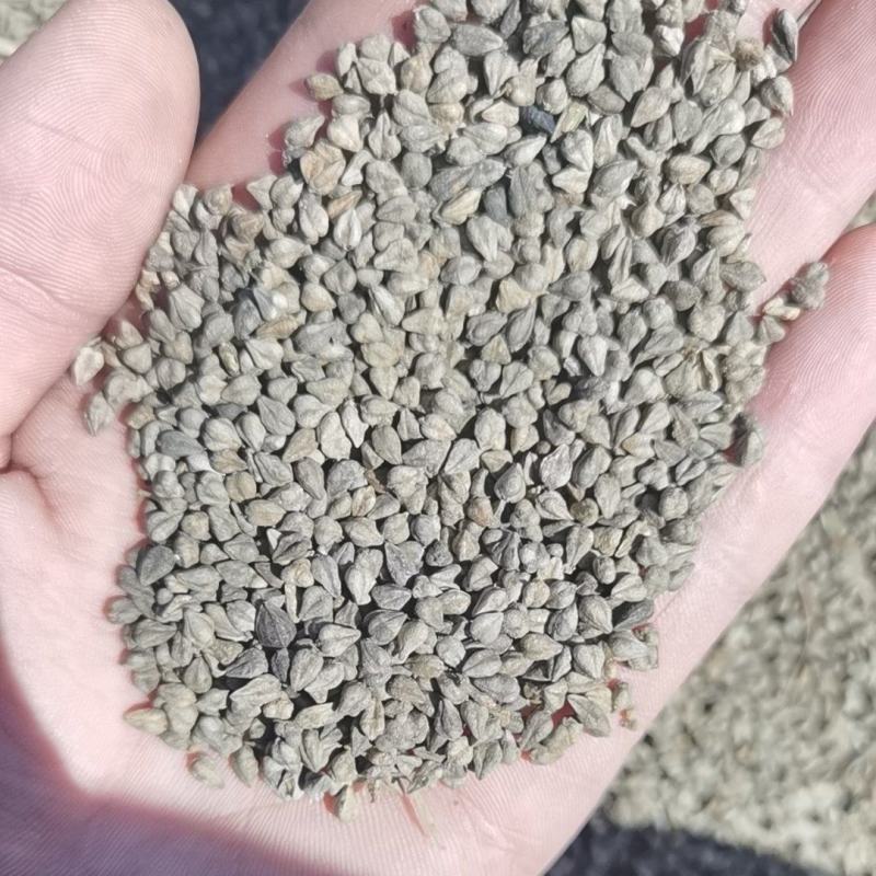 苦荞麦，产地直发，一手货源，对接全国各地客户