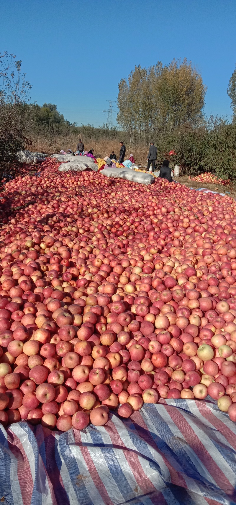 绥中现在大量寒富苹果上市，颜色好，表光亮，需要老板联系
