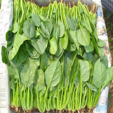 菠菜