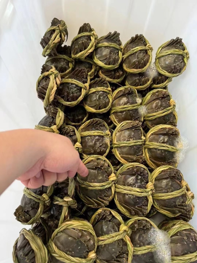 【肉质鲜嫩】江苏兴化大闸蟹/母蟹养殖基地直供欢迎咨询