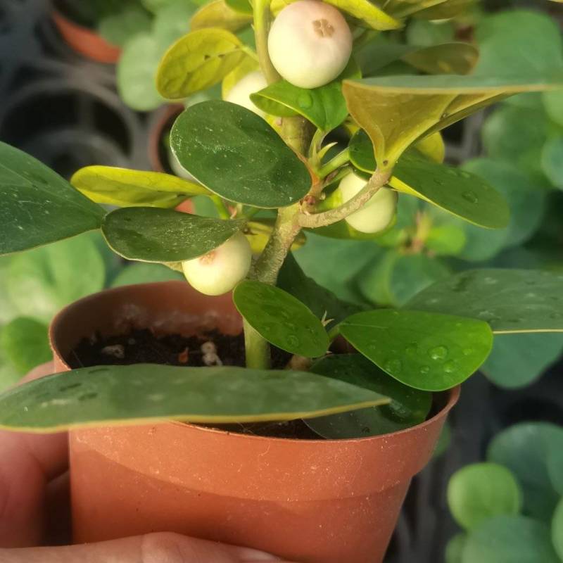 小盼菩提。