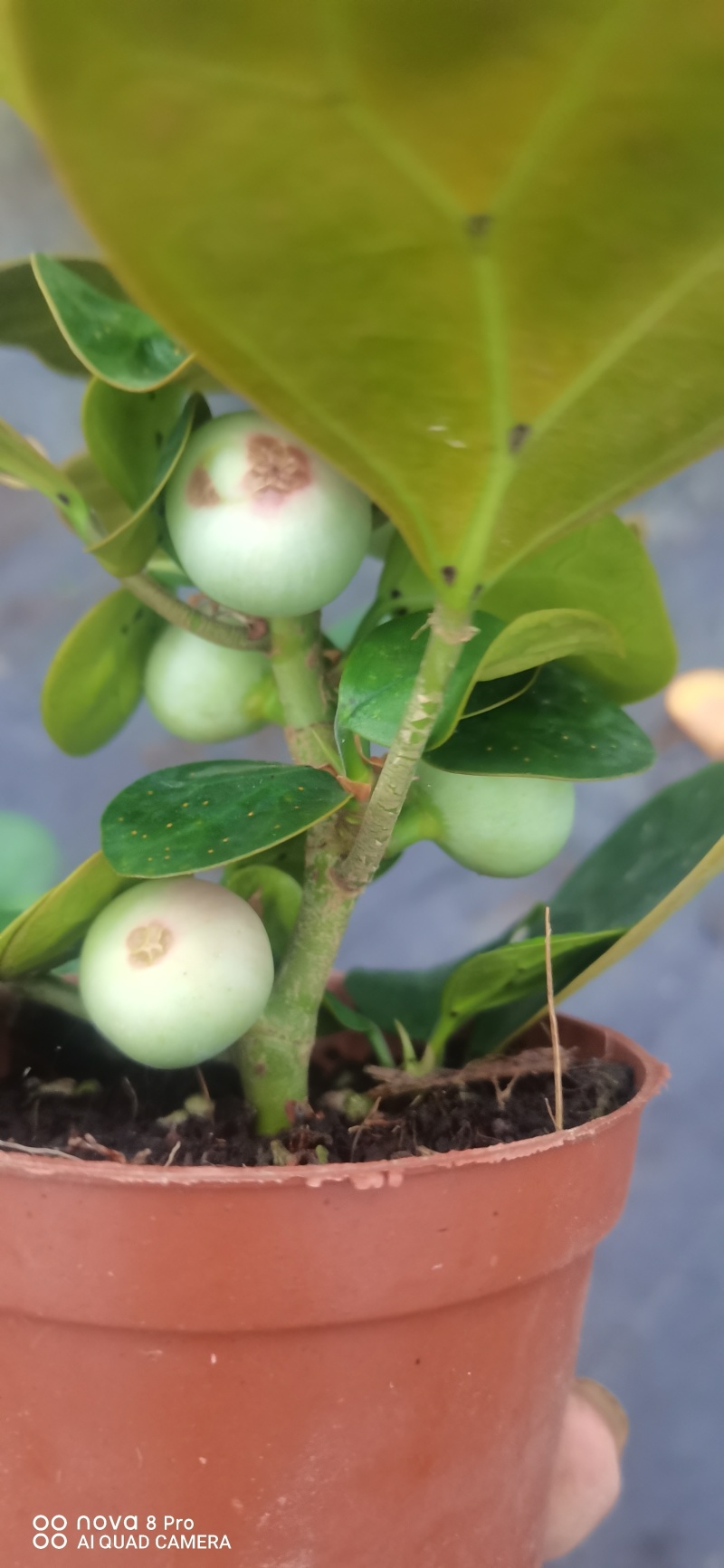 小盼菩提。