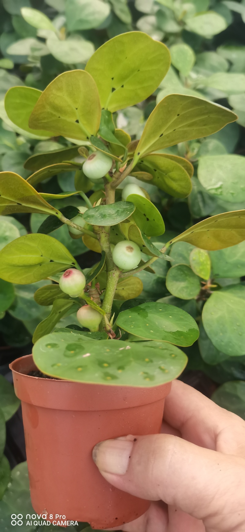 小盼菩提。